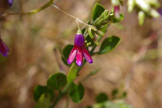 c campanulata 